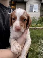 Orange and white female, a female Brittany for sale in Big Lake, MN – 3 of 10