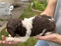 Liver white female, a female Brittany for sale in Big Lake, MN – 5 of 8