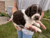 Liver white female, a female Brittany for sale in Big Lake, MN – 6 of 8