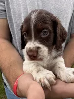 Liver white female, a female Brittany for sale in Big Lake, MN – 4 of 8