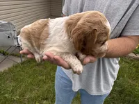 Orange and white Roan, a female Brittany for sale in Big Lake, MN – 7 of 10