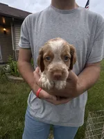 Orange and white Roan, a female Brittany for sale in Big Lake, MN – 2 of 10