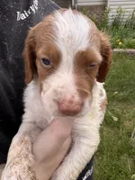 Orange and white female, a female Brittany for sale in Big Lake, MN – 6 of 10