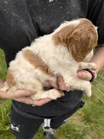 Orange and white female, a female Brittany for sale in Big Lake, MN – 8 of 10