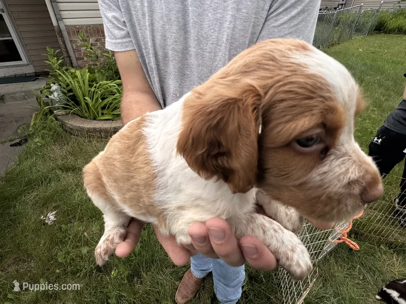 Orange and white Roan – Brittany puppy for sale in Big Lake, MN