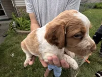 Orange and white Roan, a female Brittany for sale in Big Lake, MN – 1 of 10