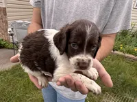 Liver white female, a female Brittany for sale in Big Lake, MN – 7 of 8