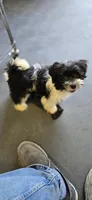 Jo Jo, a male Shihpoo for sale in Lilburn, GA – Photo 3 of 4