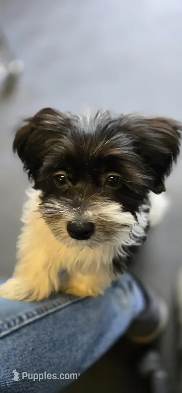 Jo Jo – Shihpoo puppy for sale in Lilburn, GA