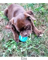 Elsa, a female Olde English Bulldogge for sale in Beulah, MI – 5 of 8