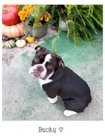 Ducky, a female Olde English Bulldogge for sale in Beulah, MI – 1 of 10