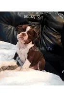 Ducky, a female Olde English Bulldogge for sale in Beulah, MI – 3 of 7