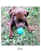 Elsa, a female Olde English Bulldogge for sale in Beulah, MI – 4 of 8