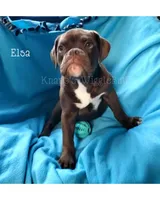 Elsa, a female Olde English Bulldogge for sale in Beulah, MI – 2 of 8