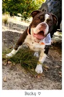 Ducky, a female Olde English Bulldogge for sale in Beulah, MI – 4 of 10