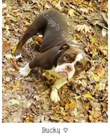 Ducky, a female Olde English Bulldogge for sale in Beulah, MI – 6 of 10