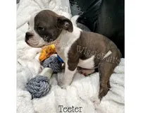 Teeter, a female Olde English Bulldogge for sale in Beulah, MI – 5 of 6