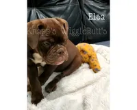 Elsa, a female Olde English Bulldogge for sale in Beulah, MI – 6 of 8