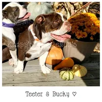 Ducky, a female Olde English Bulldogge for sale in Beulah, MI – 5 of 10