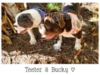 Ducky, a female Olde English Bulldogge for sale in Beulah, MI – 3 of 10