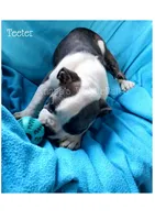 Teeter, a female Olde English Bulldogge for sale in Beulah, MI – 4 of 6
