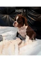 Ducky, a female Olde English Bulldogge for sale in Beulah, MI – 2 of 7