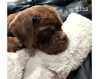 Elsa, a female Olde English Bulldogge for sale in Beulah, MI – 7 of 8