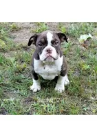 Ducky, a female Olde English Bulldogge for sale in Beulah, MI – 4 of 7