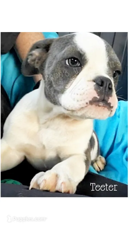 Teeter – Olde English Bulldogge puppy for sale in Beulah, MI