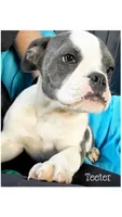 Teeter, a female Olde English Bulldogge for sale in Beulah, MI – 1 of 6