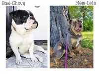 Elsa, a female Olde English Bulldogge for sale in Beulah, MI – 8 of 8
