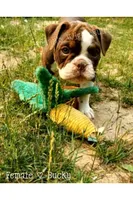 Ducky, a female Olde English Bulldogge for sale in Beulah, MI – 6 of 7