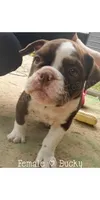 Ducky, a female Olde English Bulldogge for sale in Beulah, MI – 5 of 7