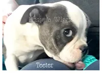 Teeter, a female Olde English Bulldogge for sale in Beulah, MI – 3 of 6
