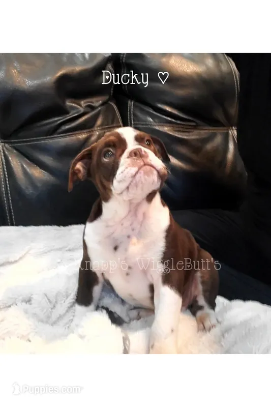 Ducky – Olde English Bulldogge puppy for sale in Beulah, MI