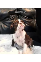 Ducky, a female Olde English Bulldogge for sale in Beulah, MI – 1 of 7