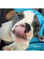 Teeter, a female Olde English Bulldogge for sale in Beulah, MI – 2 of 6