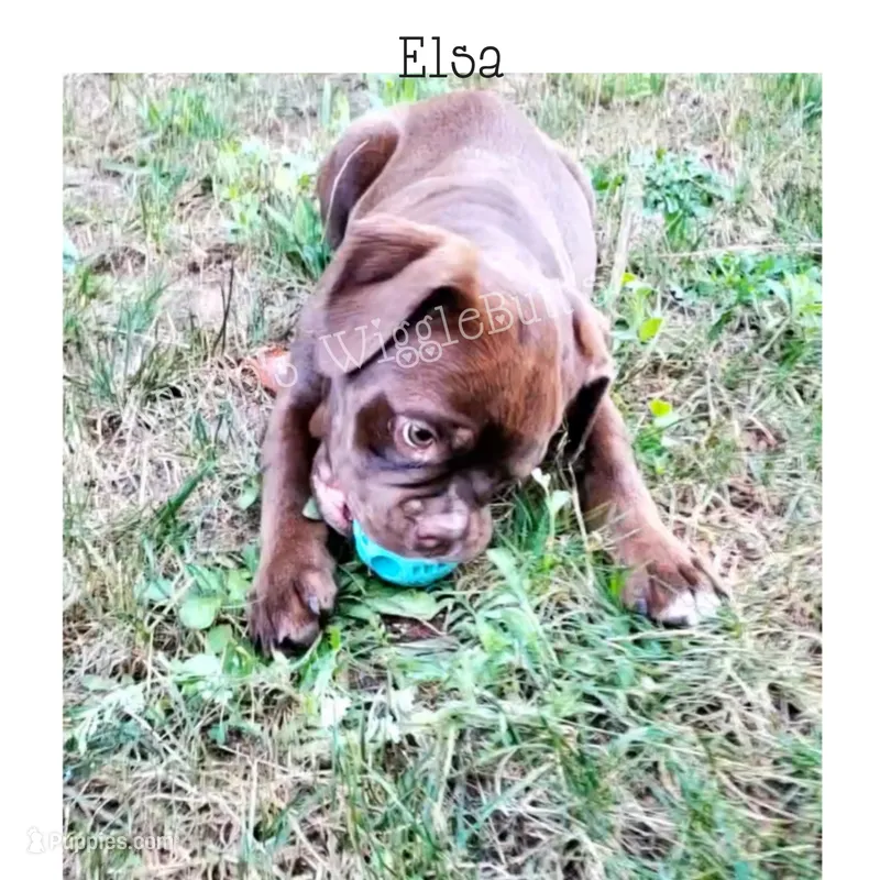 Elsa – Olde English Bulldogge puppy for sale in Beulah, MI