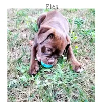 Elsa, a female Olde English Bulldogge for sale in Beulah, MI – 1 of 8