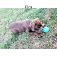 Elsa, a female Olde English Bulldogge for sale in Beulah, MI – 3 of 8