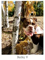 Ducky, a female Olde English Bulldogge for sale in Beulah, MI – 2 of 10