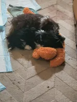 Teddy, a male Shih Tzu for sale in Columbus, OH – Photo 6 of 6