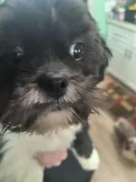 Teddy, a male Shih Tzu for sale in Columbus, OH – Photo 1 of 6