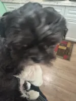 Teddy, a male Shih Tzu for sale in Columbus, OH – Photo 3 of 6