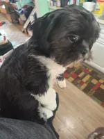 Teddy, a male Shih Tzu for sale in Columbus, OH – Photo 4 of 6