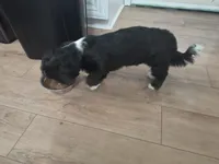 Teddy, a male Shih Tzu for sale in Columbus, OH – Photo 5 of 6