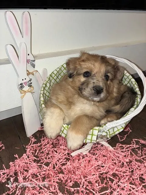 Sammy – Australian Shepherd puppy for sale in Crawford, CO