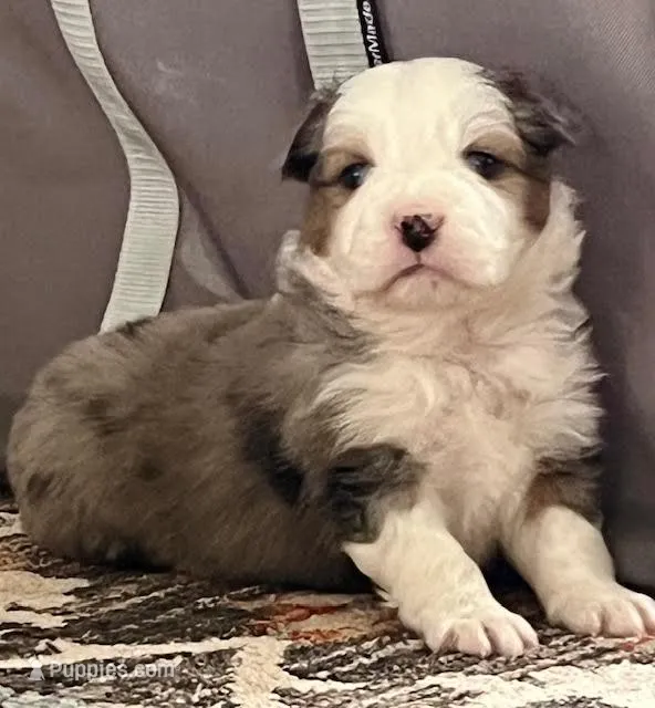 Billy – Australian Shepherd puppy for sale in Crawford, CO