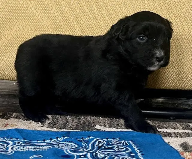 Bear – Australian Shepherd puppy for sale in Crawford, CO