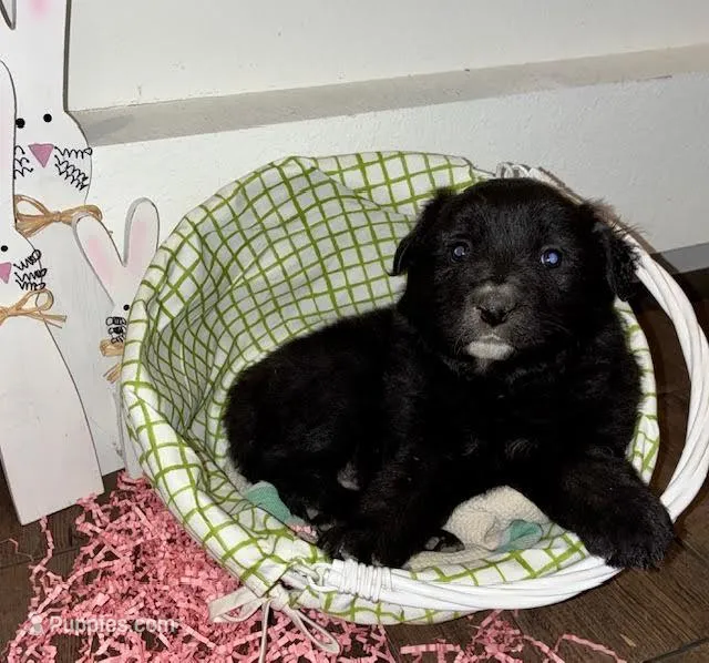 Bear – Australian Shepherd puppy for sale in Crawford, CO